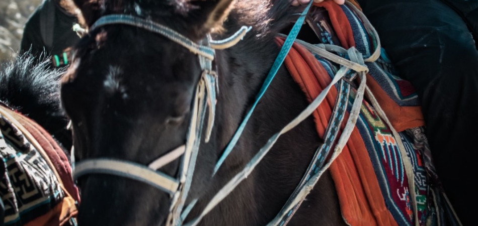 Getting Back on the Horse