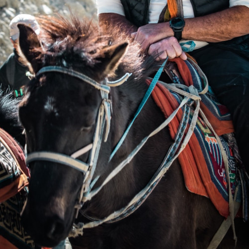 Getting Back on the Horse